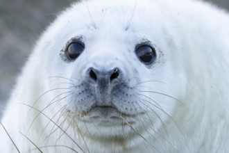 Atlantic grey seal (Halichoerus grypus) juvenile baby pup animal head portrait in winter, England,