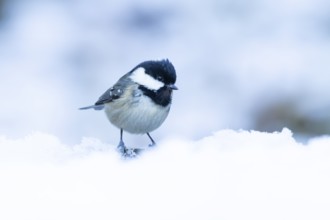 Coal tit (Periparus ater) adult bird in a snow covered garden in winter, England, United Kingdom