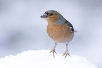 Eurasian chaffinch (Fringilla coelebs) adult male bird in a snow covered garden in winter, England,