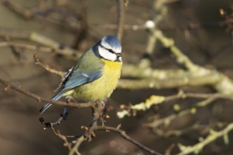 Blue tit (Cyanistes Caeruleus) adult bird on a tree branch in winter, England, United Kingdom