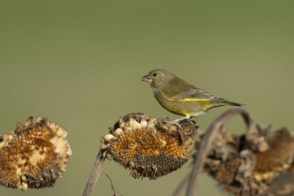Greenfinch (Chloris chloris) adult male garden bird feeding on a sunflower plant seedhead in