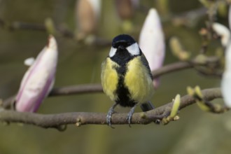 Great tit (Parus major) adult bird on garden Magnolia tree branch with blossom in spring, England,