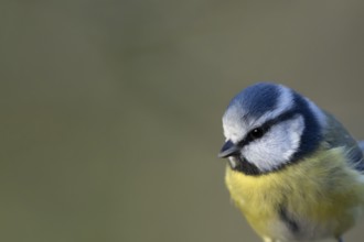 Blue tit (Cyanistes Caeruleus) adult bird head portrait, England, United Kingdom