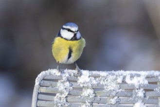 Blue tit (Cyanistes Caeruleus) adult bird on a snow covered garden chair in winter, England, United