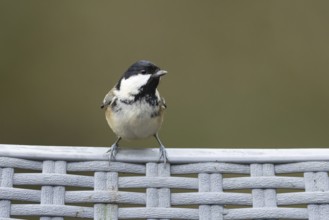 Coal tit (Periparus ater) adult bird on a garden chair in winter, England, United Kingdom