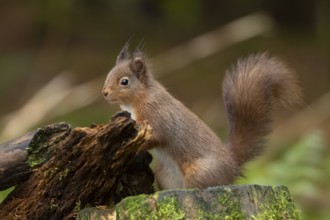 Red squirrel (Sciurus vulgaris) adult animal on moss covered tree stump in a woodland, England,