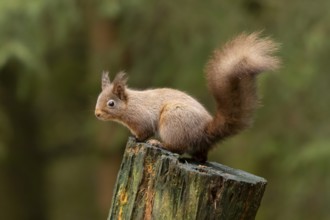 Red squirrel (Sciurus vulgaris) adult animal on tree stump in a woodland, England, United Kingdom
