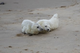Atlantic grey seal (Halichoerus grypus) two juvenile baby pup animals on a beach, England, United