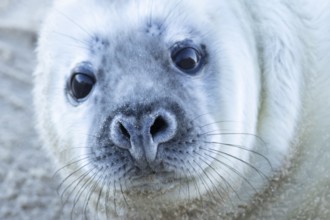 Atlantic grey seal (Halichoerus grypus) juvenile baby pup animal head portrait, England, United