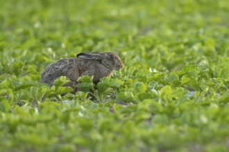 European brown hare (Lepus europaeus) adult animal feeding in a farmland sugar beet crop in the