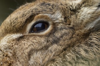 European brown hare (Lepus europaeus) adult animal head portrait close up of its eye, England,