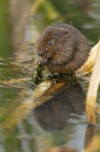 Water vole (Arvicola amphibius) adult animal feeding on pond weed in summer, England, United