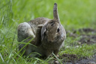 Rabbit (Oryctolagus cuniculus) adult animal in grassland in summer, England, United Kingdom