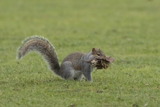 Grey squirrel (Sciurus carolinensis) adult animal with a mouthful of leaves and grass for nesting