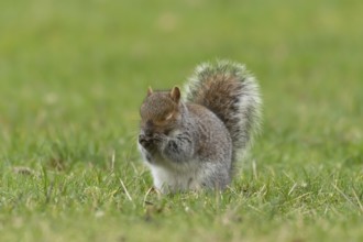 Grey squirrel (Sciurus carolinensis) adult animal washing its face on grass, England, United