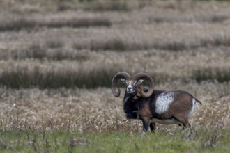 Mouflon ram (Ovis gmelini) on a moorland meadow, Germany