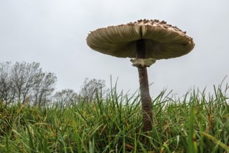Mushroom, giant umbrella mushroom, parasol (Macrolepiota procera), frog perspective, standing in