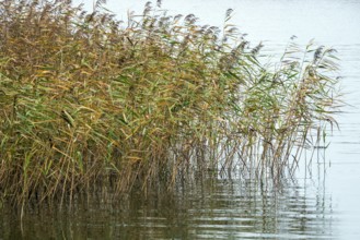 Reed (Phragmites australis) in the Bodden landscape at Meinigenbrücke near Zingst,