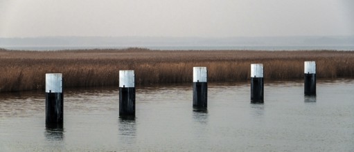 Lagoon area at the Meinigenbrücke near Zingst, panorama, Fischland-Darß-Zingst, Western Pomerania