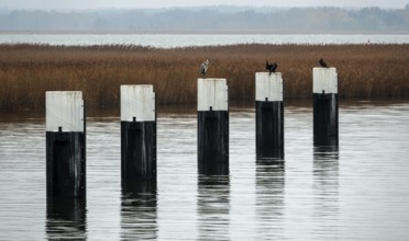Bodden landscape at Meinigenbrücke near Zingst, grey heron (Ardea cinerea) and cormorant