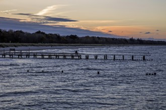 Beach, groves in the sea, evening light, Zingst, Fischland-Darß-Zingst, Western Pomerania Lagoon