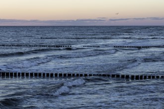Groows in the sea, evening light, Zingst, Fischland-Darß-Zingst, Western Pomerania Lagoon Area