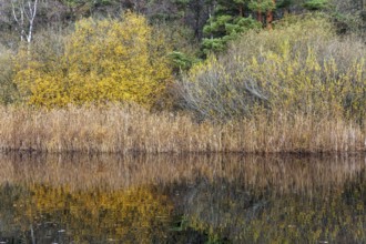 Autumn forest, autumn-colored trees, water of a small lake in front, near Prerow,
