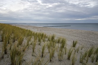 Sandy beach beach with marram grass (Ammophila), Zingst, Fischland-Darß-Zingst, Vorpommersche