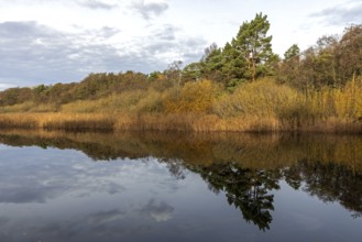 Autumn forest and reeds, autumn-colored trees, reflected in the water, near Prerow,