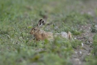 European brown hare (Lepus europaeus) adult animal laying down in a farmland field in summer,