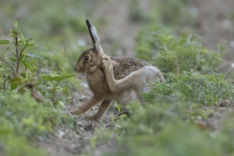 European brown hare (Lepus europaeus) adult animal scratching its ear in a farmland field in
