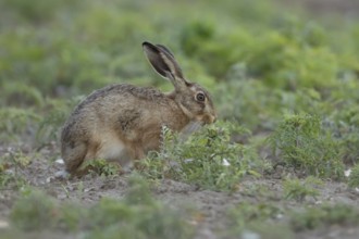 European brown hare (Lepus europaeus) adult animal eating a plant in a farmland field in summer,