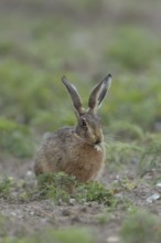 European brown hare (Lepus europaeus) adult animal eating a plant in a farmland field in summer,
