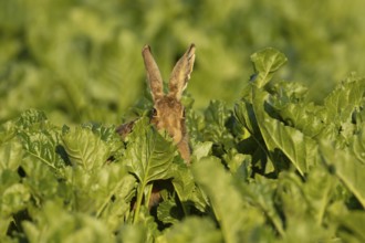 European brown hare (Lepus europaeus) adult animal in a sugar beet crop farmland field in summer,