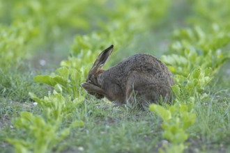 European brown hare (Lepus europaeus) adult animal washing its face in a sugar beet crop farmland
