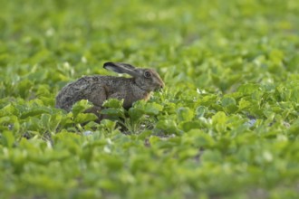 European brown hare (Lepus europaeus) adult animal eating in a sugar beet crop farmland field in