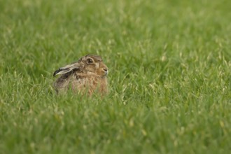 European brown hare (Lepus europaeus) adult animal in a farmland cereal field in springtime,