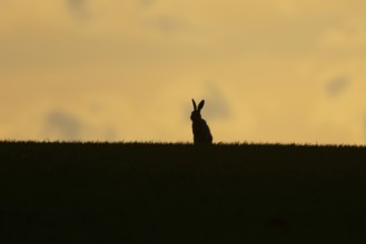 European brown hare (Lepus europaeus) silhouette of an adult animal on a ridge in a farmland cereal