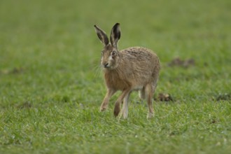 European brown hare (Lepus europaeus) adult animal running in a farmland cereal field in