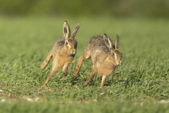 European brown hare (Lepus europaeus) two adult animals running in a farmland cereal field in