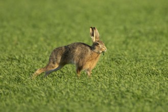 European brown hare (Lepus europaeus) adult animal eating in a farmland cereal field in springtime,