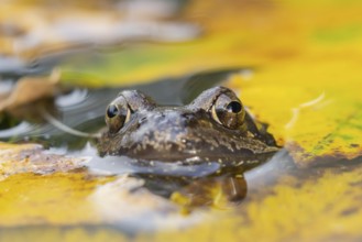 Common frog (Rana temporaria) adult amphibian on the water surface of a pond with fallen autumn