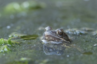Common frog (Rana temporaria) adult amphibian on the water surface of a pond, England, United