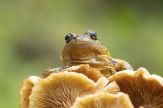 Common frog (Rana temporaria) adult amphibian on a fungi or mushroom in autumn, England, United
