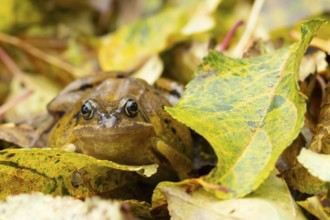 Common frog (Rana temporaria) adult amphibian amongst fallen autumn leaves, England, United Kingdom