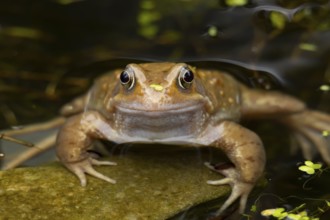 Common frog (Rana temporaria) adult amphibian on the water surface of a garden pond in spring,
