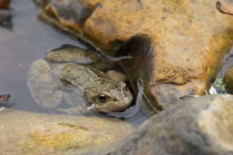 Common frog (Rana temporaria) adult amphibian in shallow water of a garden pond, England, United