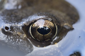 Common frog (Rana temporaria) adult amphibian on the water surface of a pond close up of its eye,