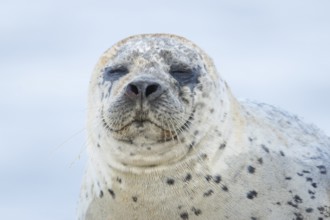 Common or Habor seal (Phoca vitulina) adult animal sleeping on a beach, England, United Kingdom
