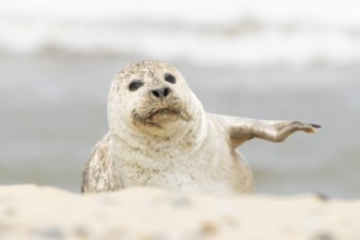 Common or Habor seal (Phoca vitulina) adult animal resting on the sand of a beach, England, United